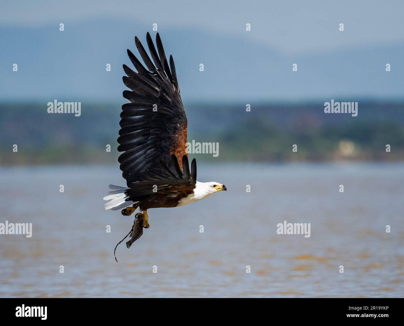 Un aigle-poisson africain (Haliaeetus vocifer) qui vole avec une prise de poisson. Kenya, Afrique. Banque D'Images