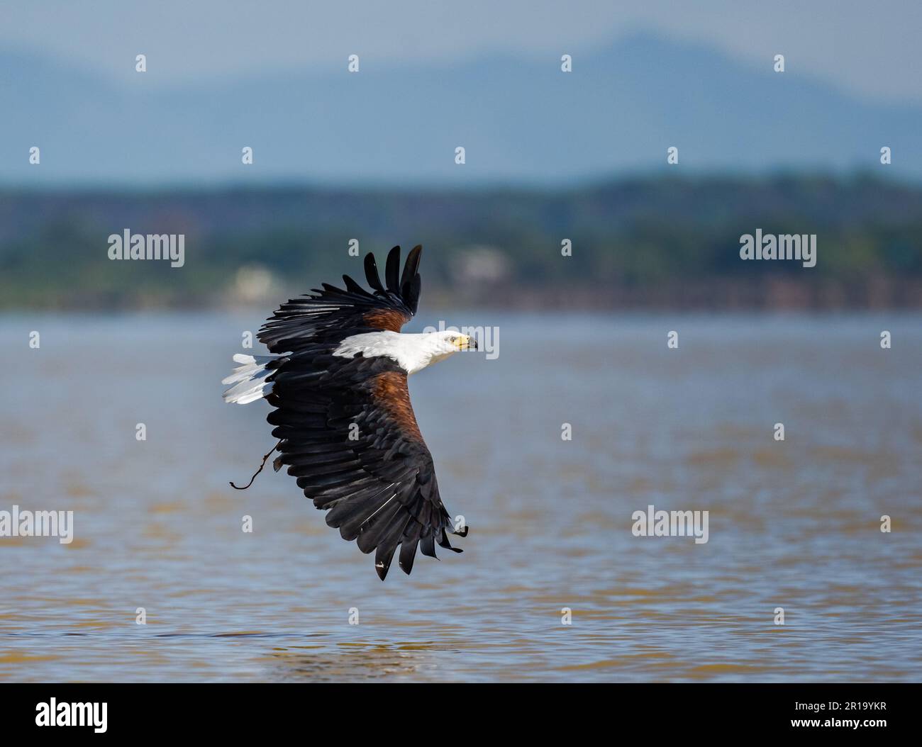 Un aigle-poisson africain (Haliaeetus vocifer) qui vole avec une prise de poisson. Kenya, Afrique. Banque D'Images