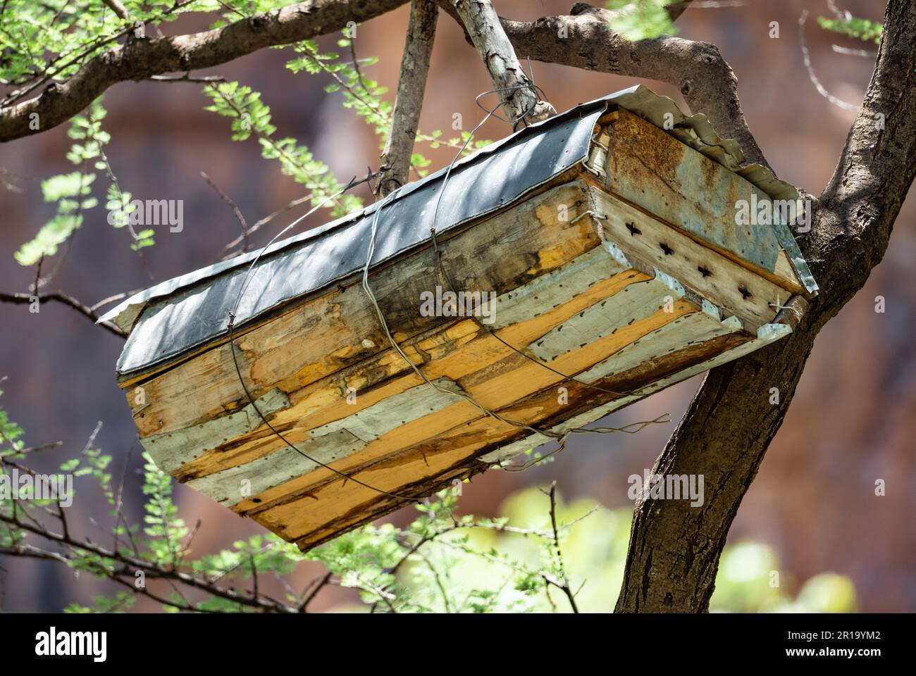 Les locaux accrochent des boîtes en bois sur les arbres pour attirer les abeilles. Kenya, Afrique. Banque D'Images