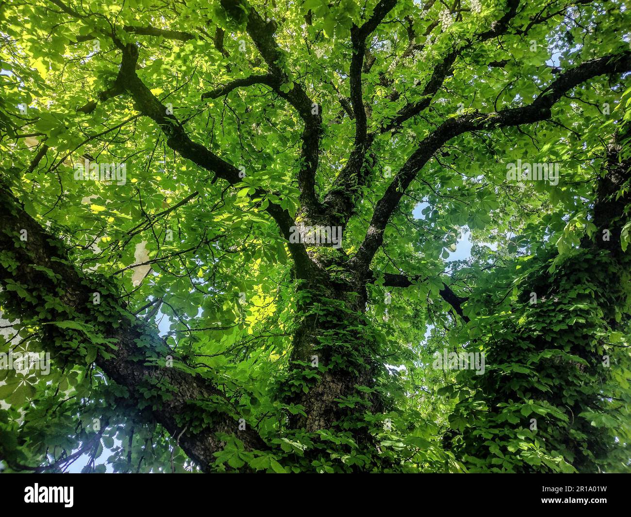 Châtaignier sauvage. Aesculus hippocastanum. Vue de dessous Banque D'Images