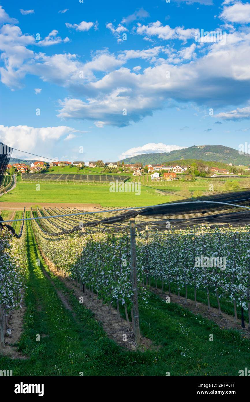 Puch BEI Weiz: Plantations d'apple, Apfelland (pays de la pomme), montagne Kulm, collines de Styrie est à Steirisches Thermenland - Oststeiermark, Steiermark, Banque D'Images