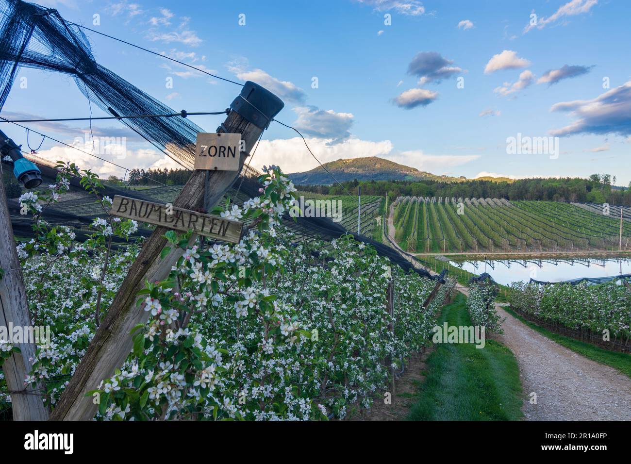 Puch BEI Weiz: Plantations d'apple, Apfelland (pays de la pomme), montagne Kulm, collines de Styrie est à Steirisches Thermenland - Oststeiermark, Steiermark, Banque D'Images