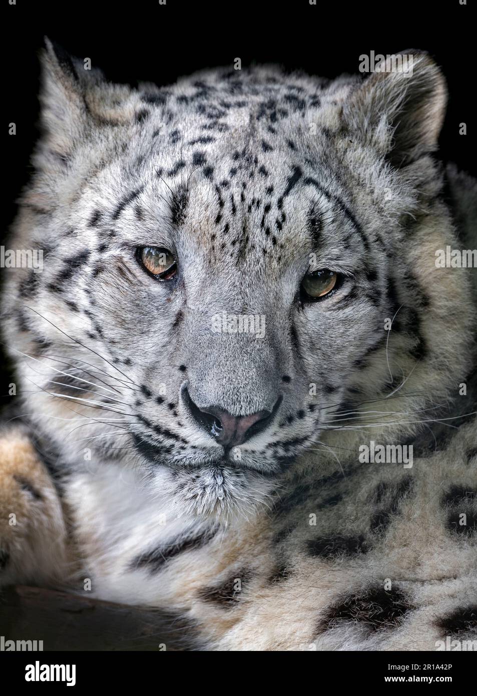 Jeune léopard des neiges regardant vers l'appareil photo Banque D'Images