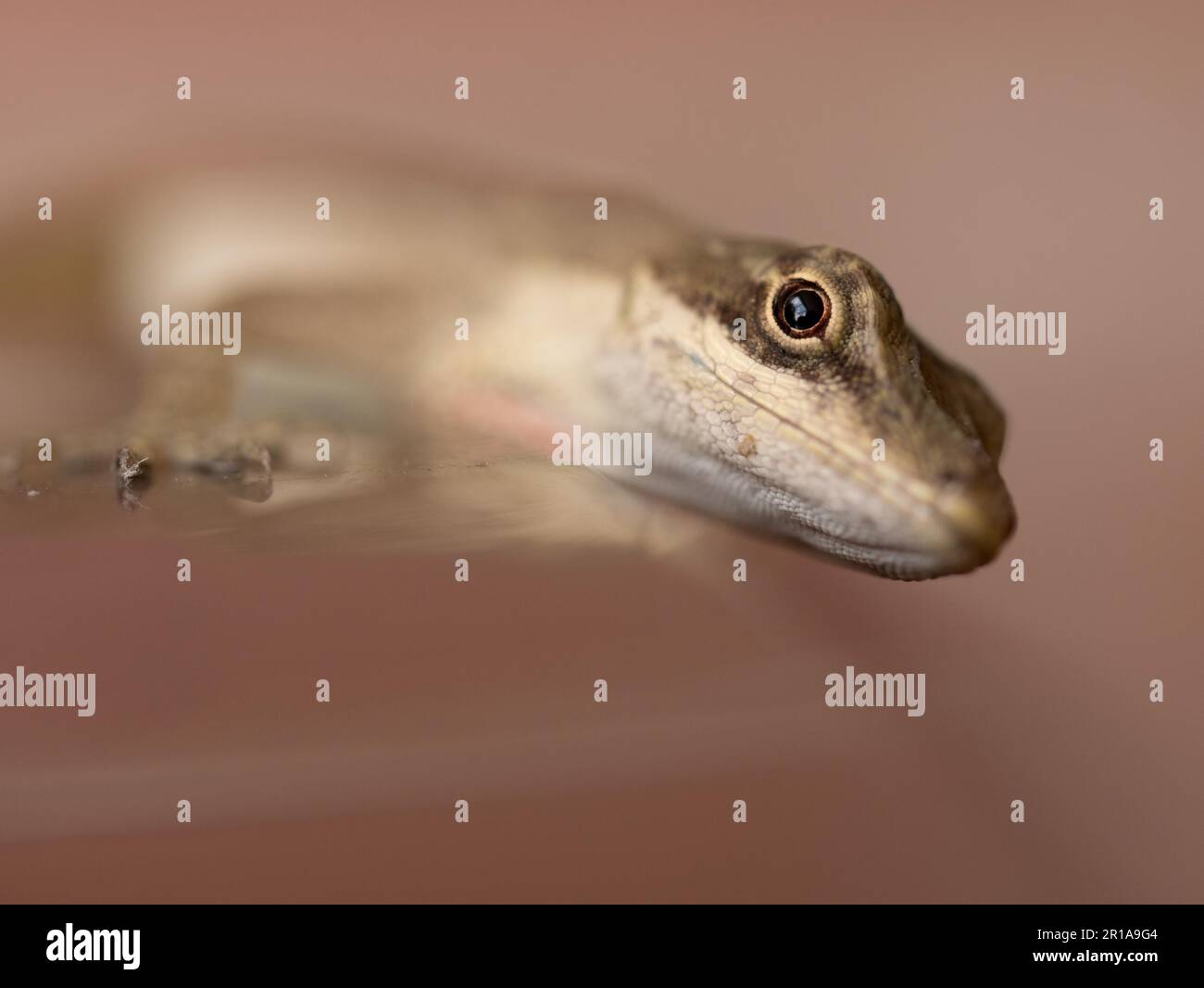 Macro de la tête d'un lézard peu profond de l'espace de copie de champ Banque D'Images
