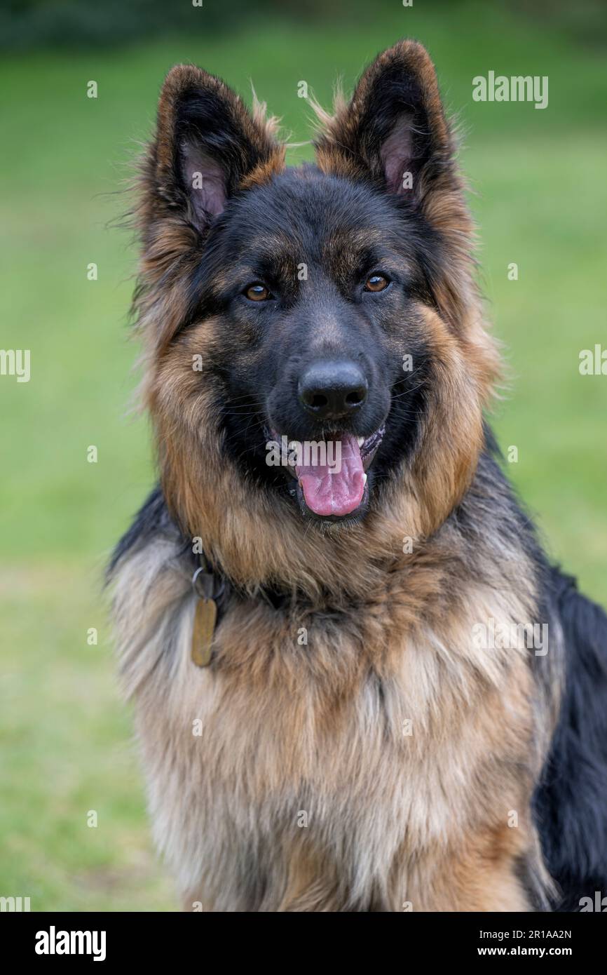 Portrait d'un Berger allemand masculin dans un champ. Banque D'Images