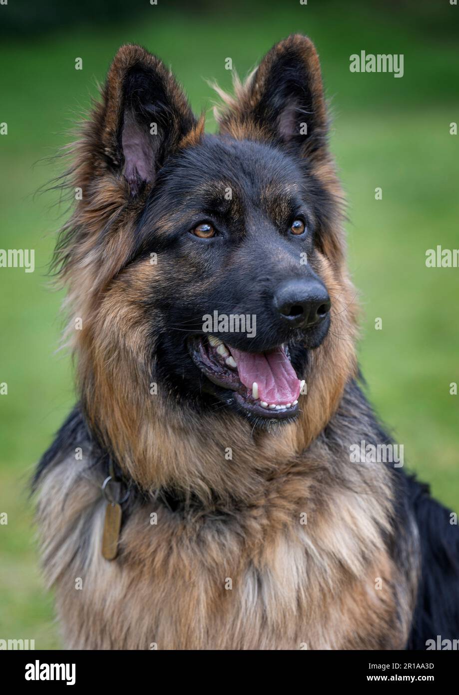 Portrait d'un Berger allemand masculin dans un champ. Banque D'Images