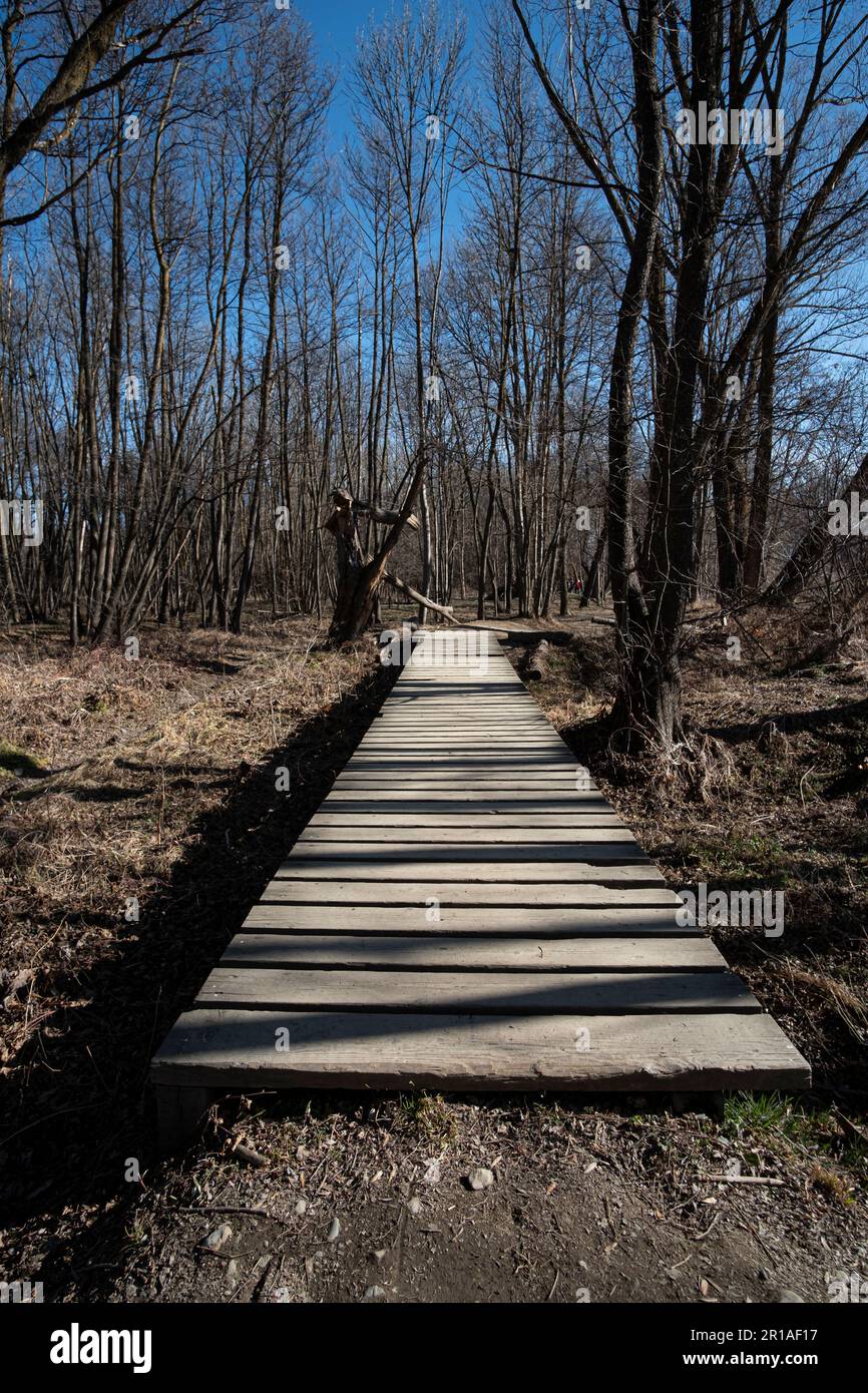 Sentier piétonnier en bois sur un paysage forestier en bois sans feuilles Banque D'Images