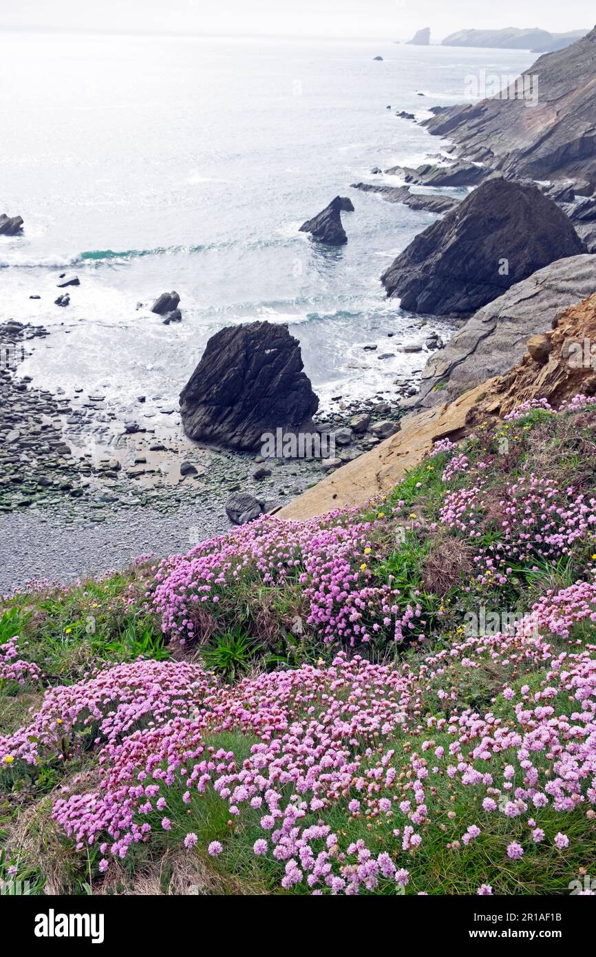 Fleurs de thrift roses fleurs sauvages Banque D'Images
