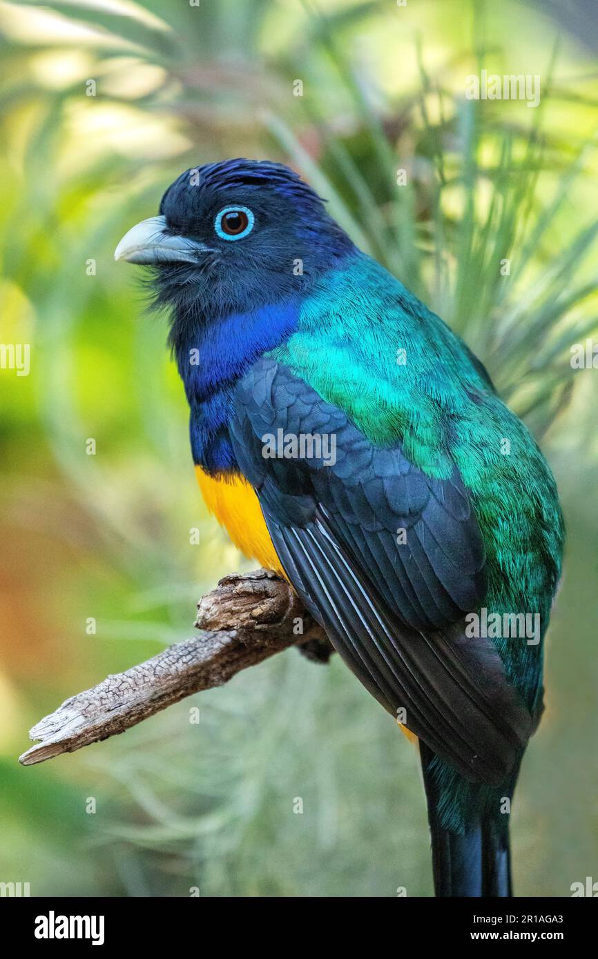 Oiseau de Trogon à dos vert assis sur une branche Banque D'Images Oiseau de Trogon à dos vert assis sur une branche Banque D'Images