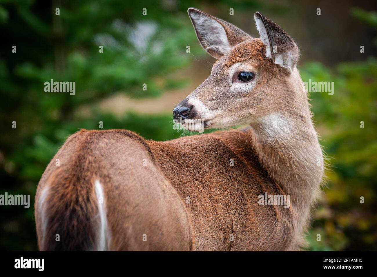 Cerf à queue blanche se tenant au bord de la forêt dans un parc national. Banque D'Images