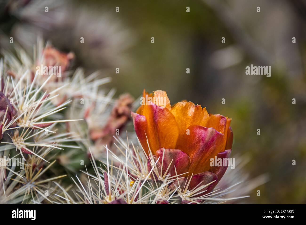 Gros plan des fleurs d'orange d'un cactus à staghorn (cylindropuntia versicolor) dans le désert de Sonora en Arizona. Banque D'Images