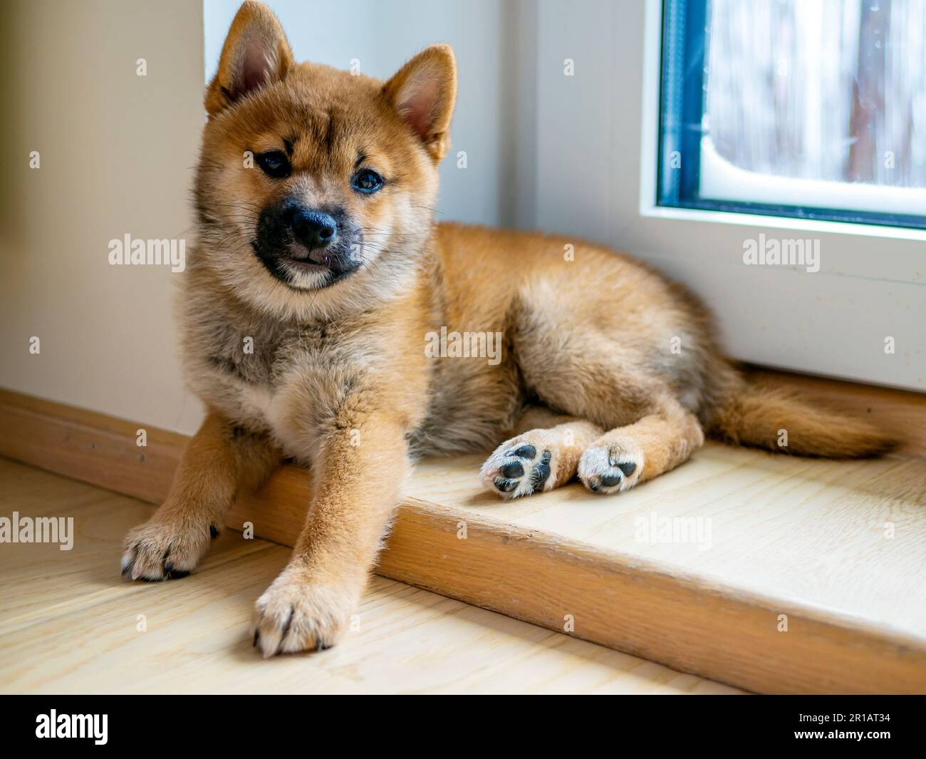 Portrait du chien mignon Shiba Inu petit, chiot, gros plan. Dogecoin.  Portrait de sourire de chien japonais aux cheveux rouges. Couleur  lumineuse, crypto-monnaie, monnaie électronique. Photo de haute qualité  pour carte postale