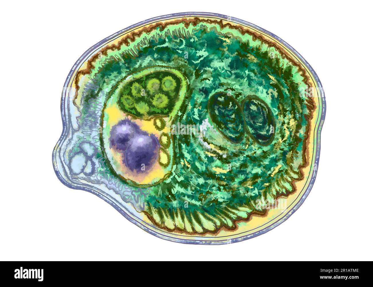 Bactéries gros plan, micro-organismes protozoaires unicellulaires. Illustration en couleur pour l'impression dans des manuels scolaires, brochures médicales, autocollants, affiches et autres imprimés. Microbiologie. Illustration de haute qualité Banque D'Images