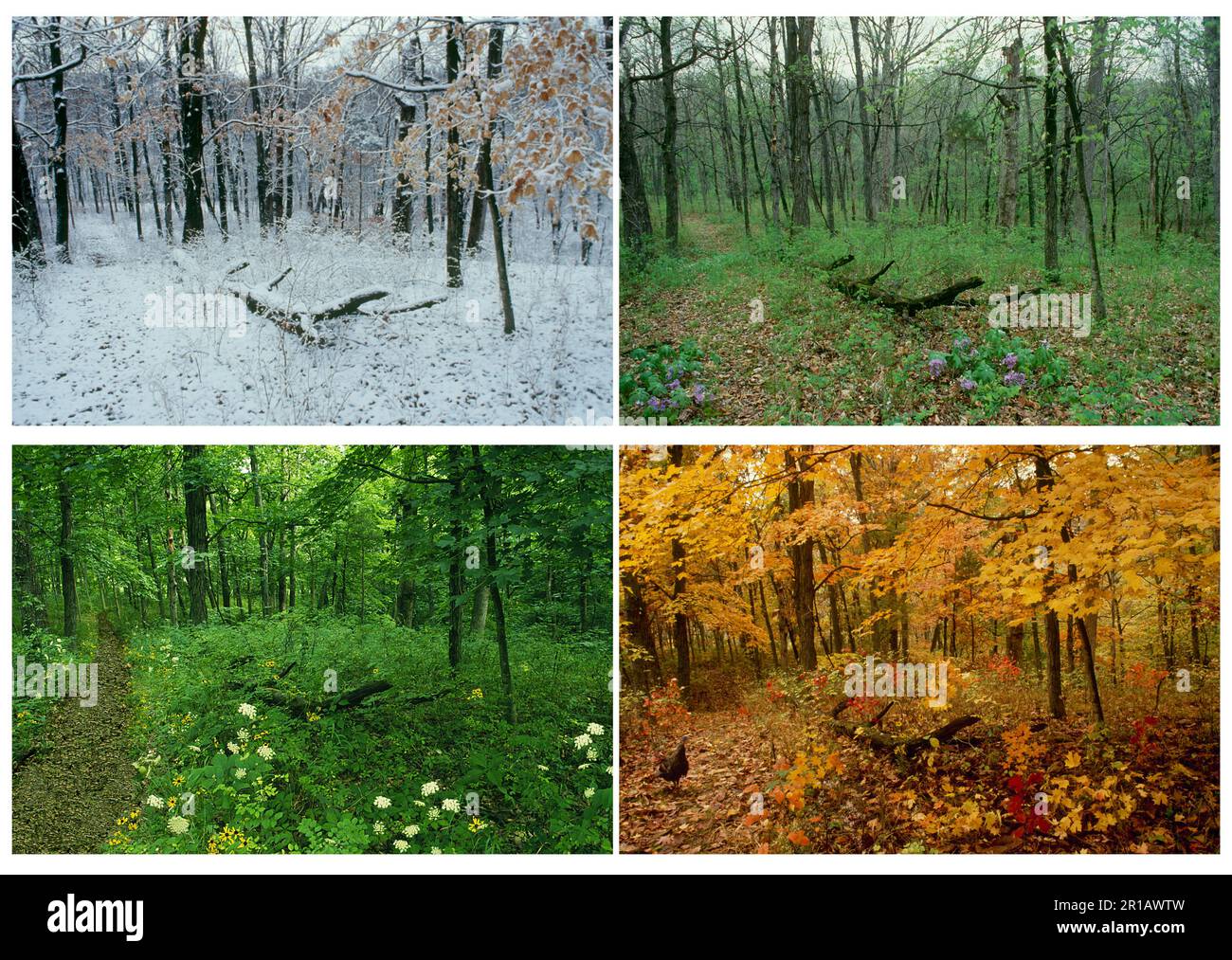 Un chemin boisé d'arrière-cour vu dans tous les quatre saisons composite, Columbia Missouri, USA Banque D'Images