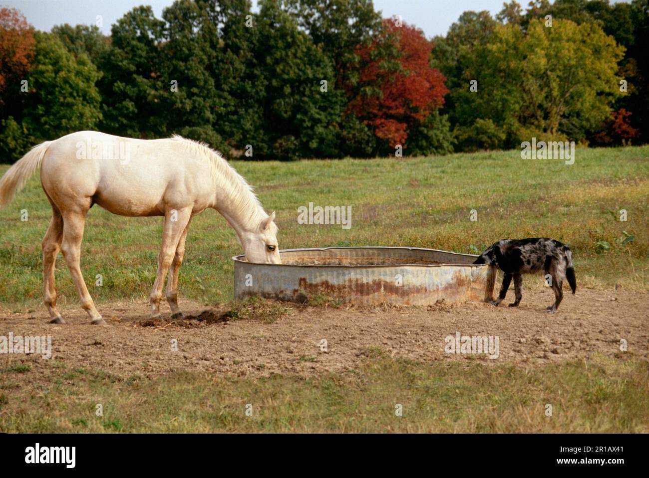 Amis peu probables: White Horse et le chien tacheté partagent une boisson d'eau de la cuvette métallique dans le champ, Missouri, Etats-Unis Banque D'Images