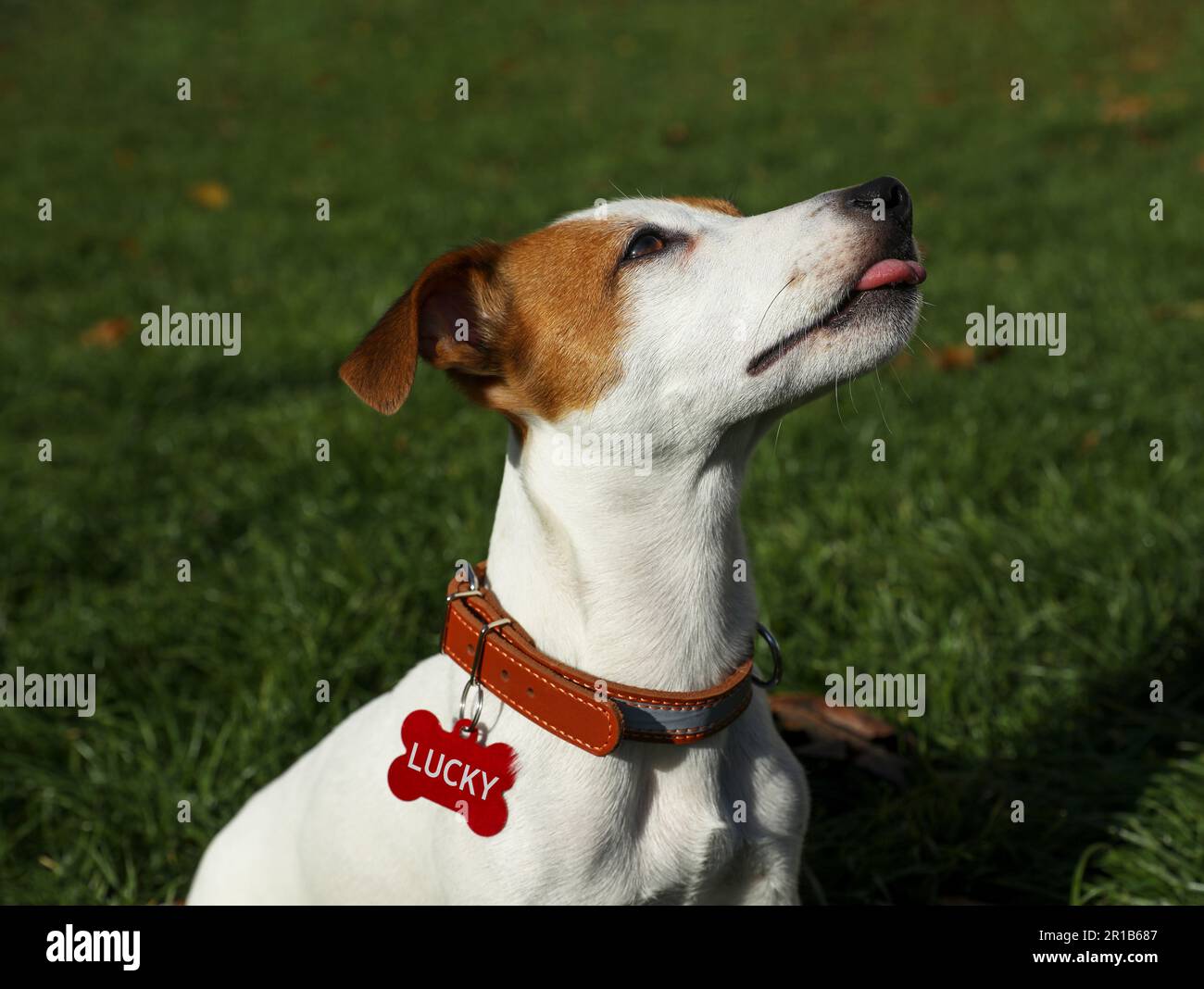Adorable Jack Russell Terrier dans collier pour chien avec étiquette sur  l'herbe verte en plein air Photo Stock - Alamy