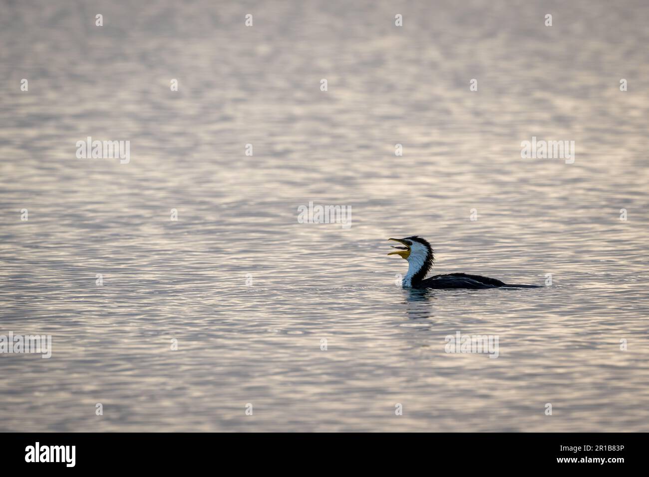 Australian Pied Cormorant nageant en eau libre à Rabi Bay, Cleveland dans le Queensland, Australie lutte avec un petit poisson dans son bec. Banque D'Images