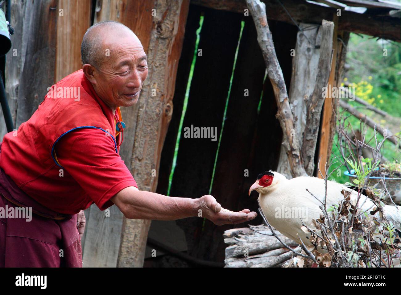 Faisan blanc élevé (Crossoptilon crossoptilon) adulte, nourri par le moine tibétain dans le temple, Maerkang, Sichuan, Chine Banque D'Images