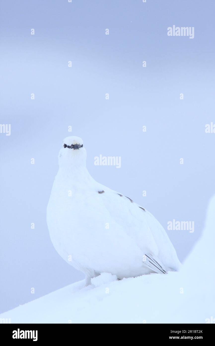 Rock Ptarmigan (Lagopus mutus) adulte femelle, plumage blanc d'hiver, debout sur la neige parmi les rochers, Cairngorms N. P. Highlands, Écosse, United Banque D'Images