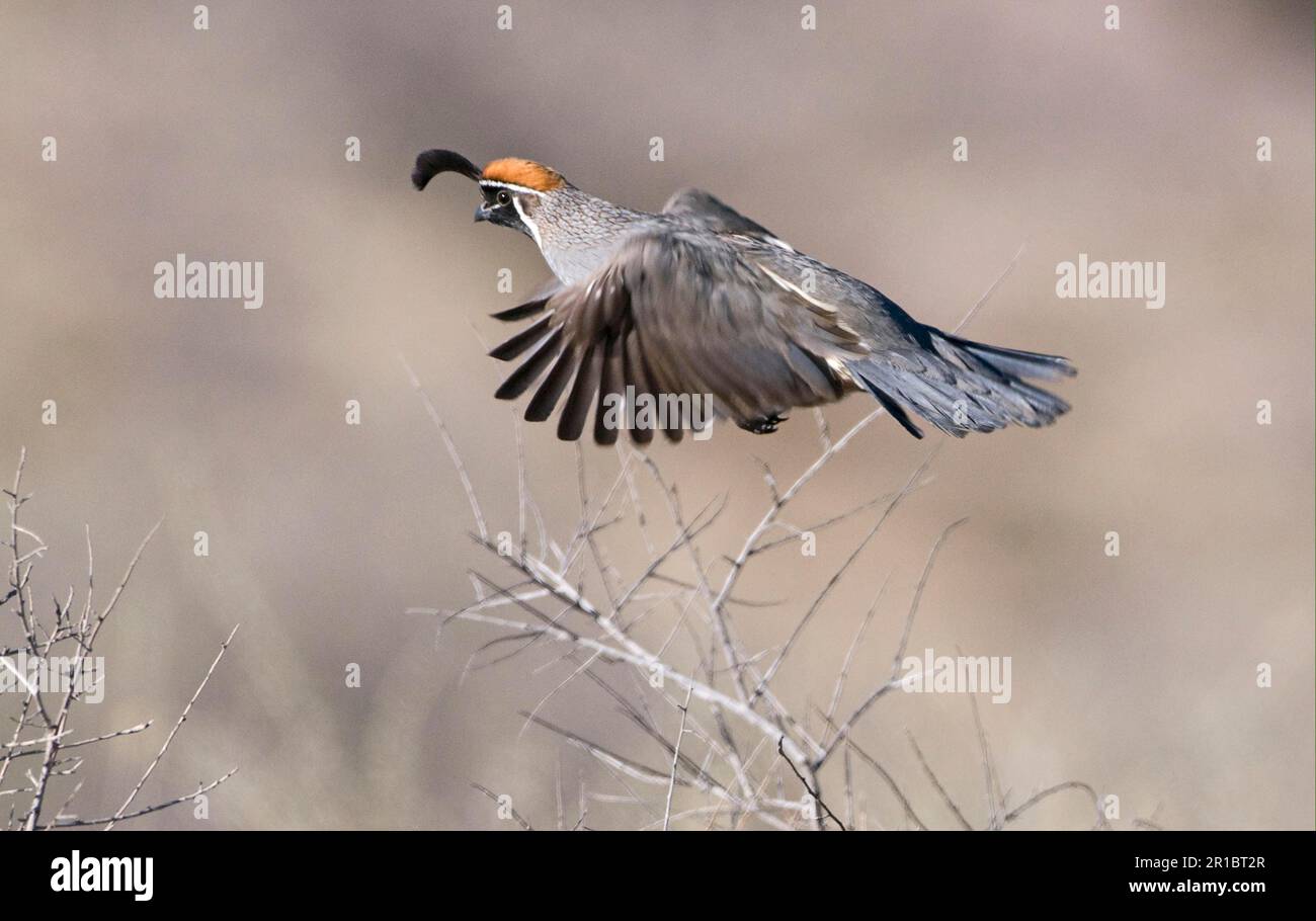 Caille gambel de Gambel (Callipepla gambelii), homme adulte, à la voile, réserve naturelle nationale Bosque del Apache, New utricularia ochroleuca (U.) Banque D'Images