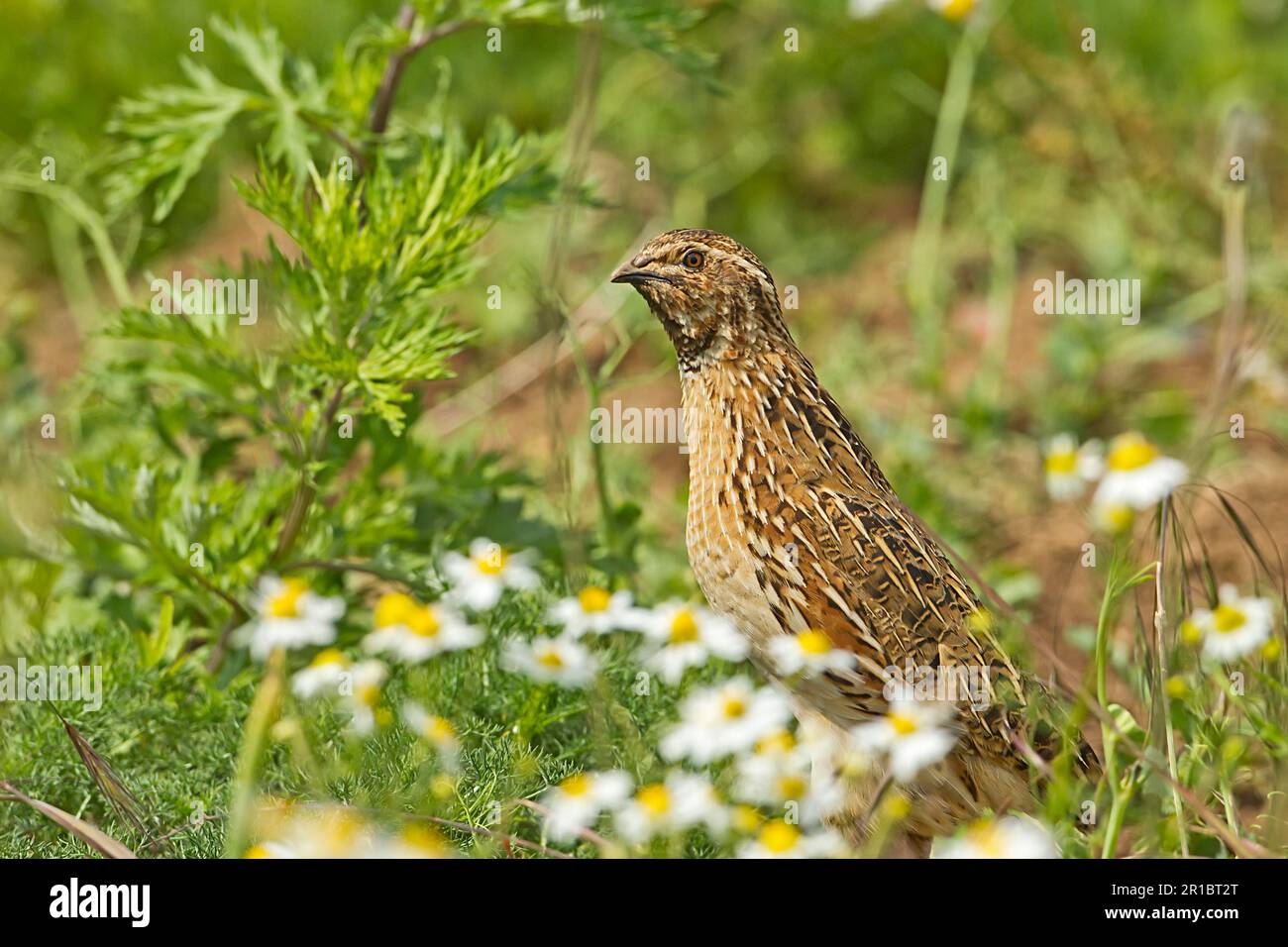 Caille européenne, caille européenne, caille européenne commune (Coturnix coturnix), caille européenne, oiseaux de poulet, animaux, oiseaux, Quails, Quail commun Banque D'Images