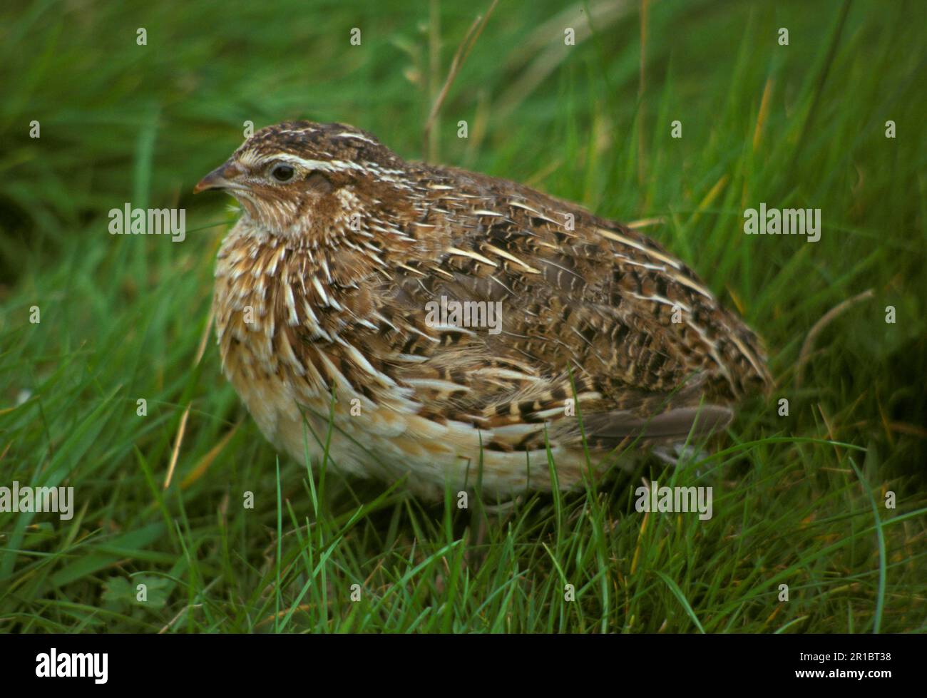 Caille japonaise, caille japonaise, caille japonaise, oiseaux de poulet, animaux, Oiseaux, Quails, Quail japonais (Coturnis japonica) Homme à la brouille, gros plan (S) Banque D'Images