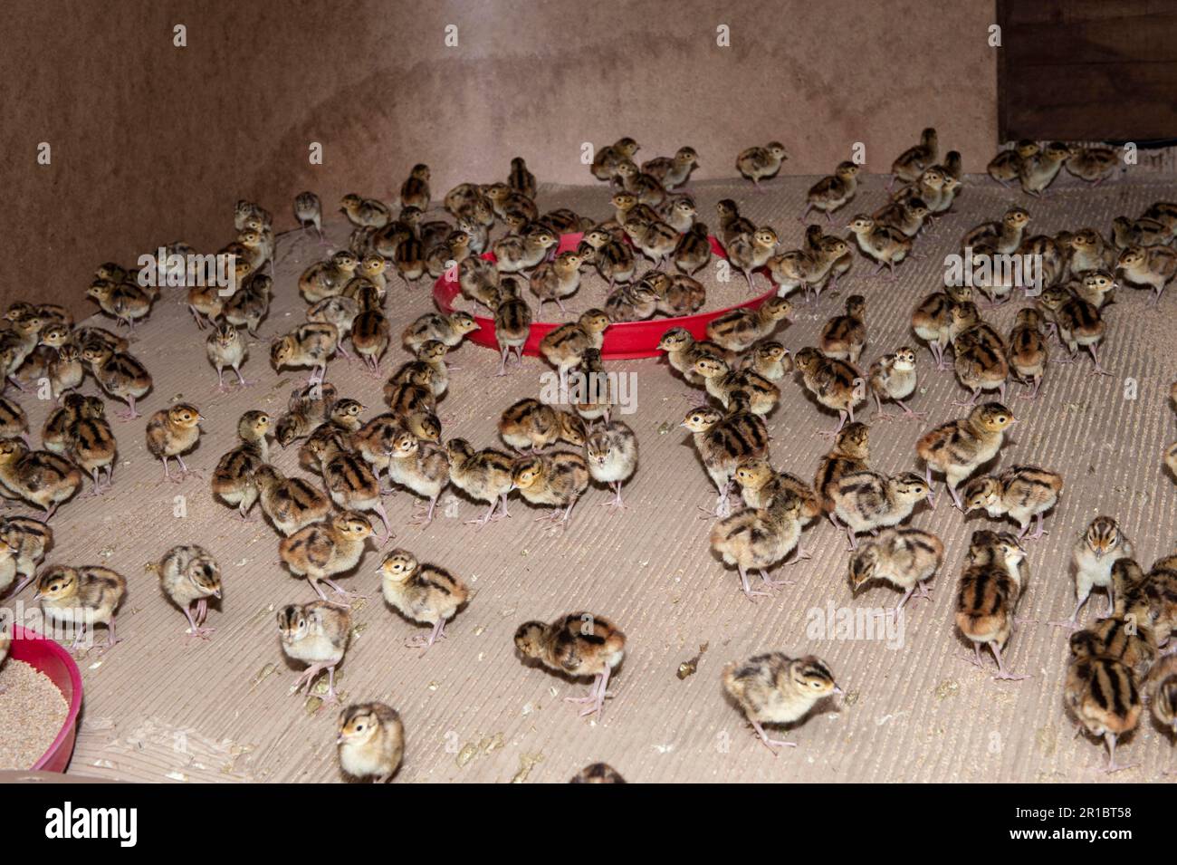 Élevage de lévaires, poussins d'une journée du faisan commun (Phasianus colchicus) dans le hangar d'élevage de faisans en Angleterre Banque D'Images