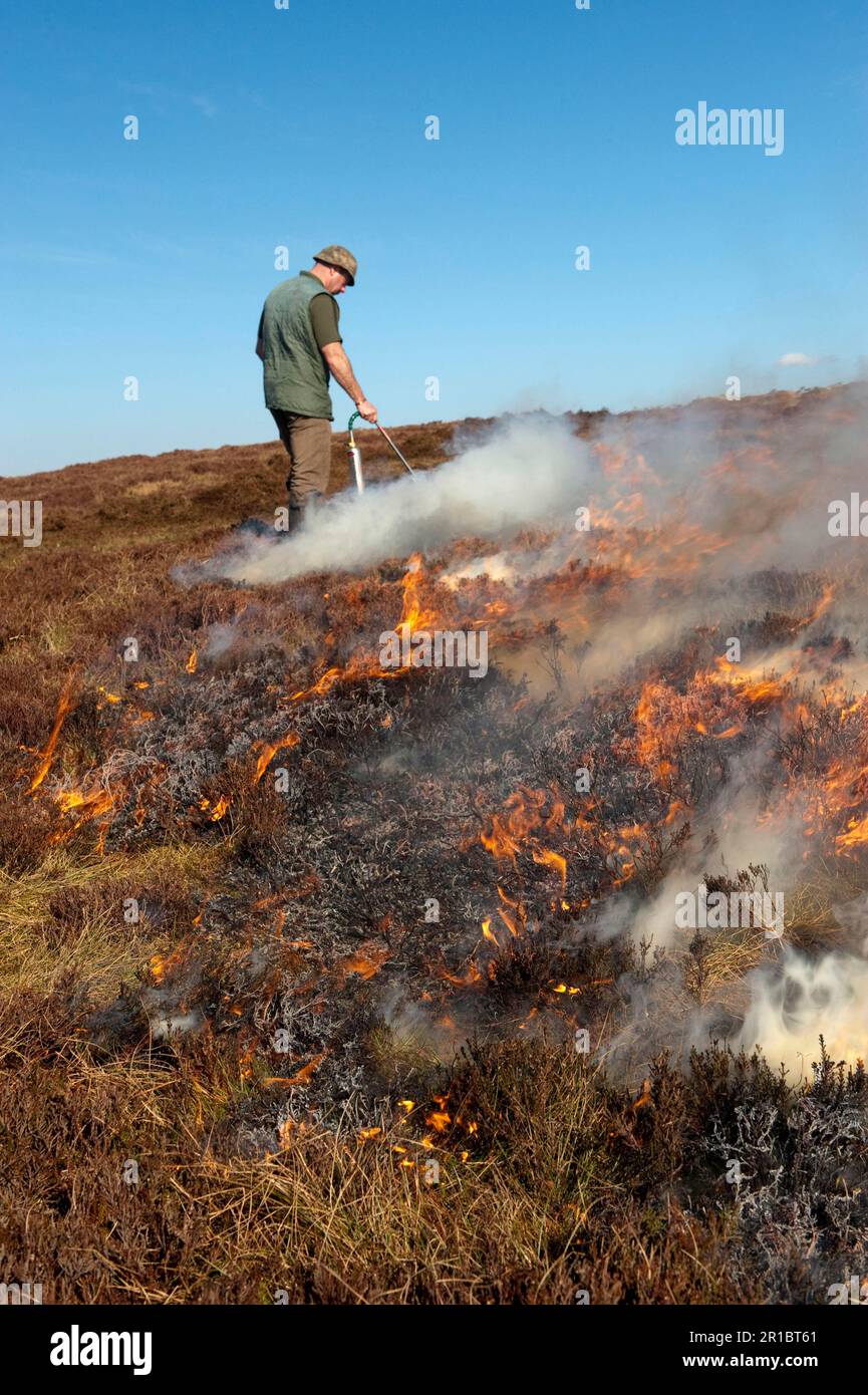 Les gardiens de jeux sur une landes de chasse en feu afin de fournir un bon habitat au tétras, Angleterre, Royaume-Uni Banque D'Images