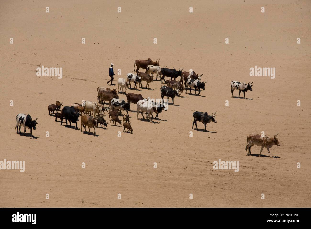 Les bovins à zébus, parfois connus sous le nom de bovins à bosse ou de bovins indicus, sont une espèce de bovins mieux adaptée aux environnements tropicaux que les autres dômes Banque D'Images