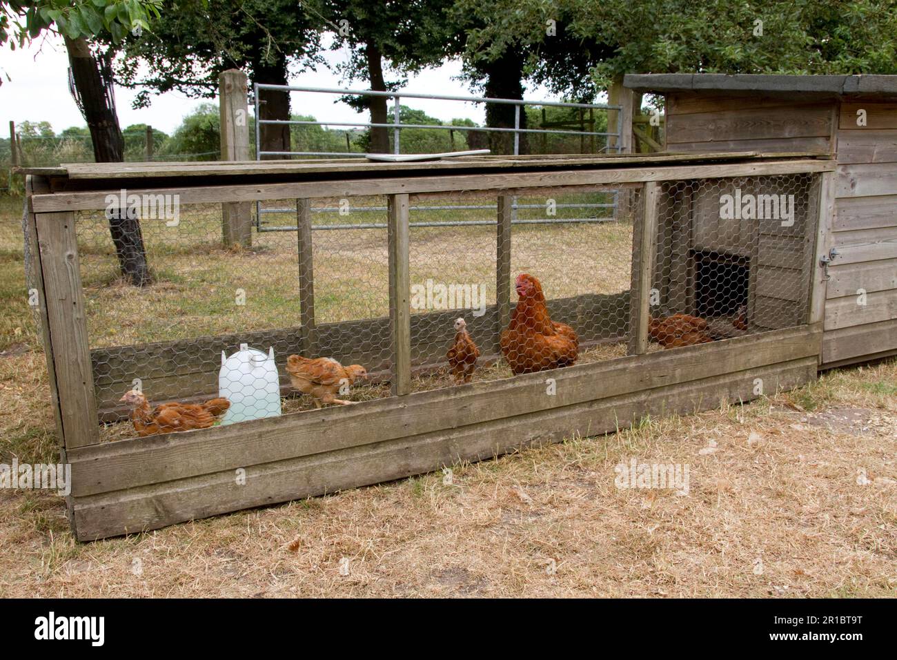 Chicken run Banque de photographies et d’images à haute résolution - Alamy