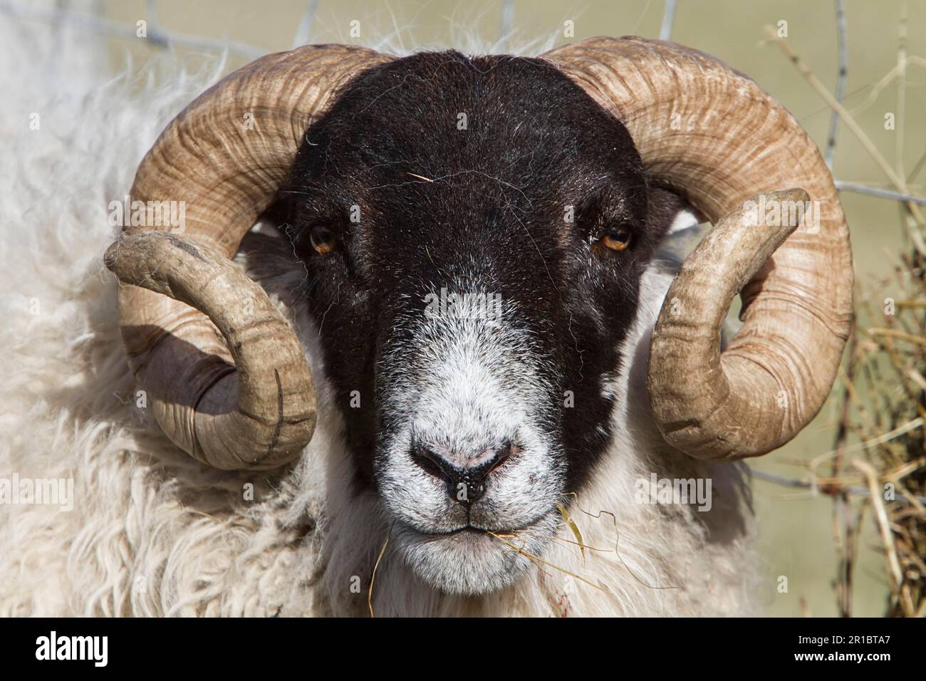Le Blackface écossais est la race la plus courante de moutons domestiques au Royaume-Uni. Cette race robuste et adaptable se trouve souvent dans des endroits plus exposés Banque D'Images