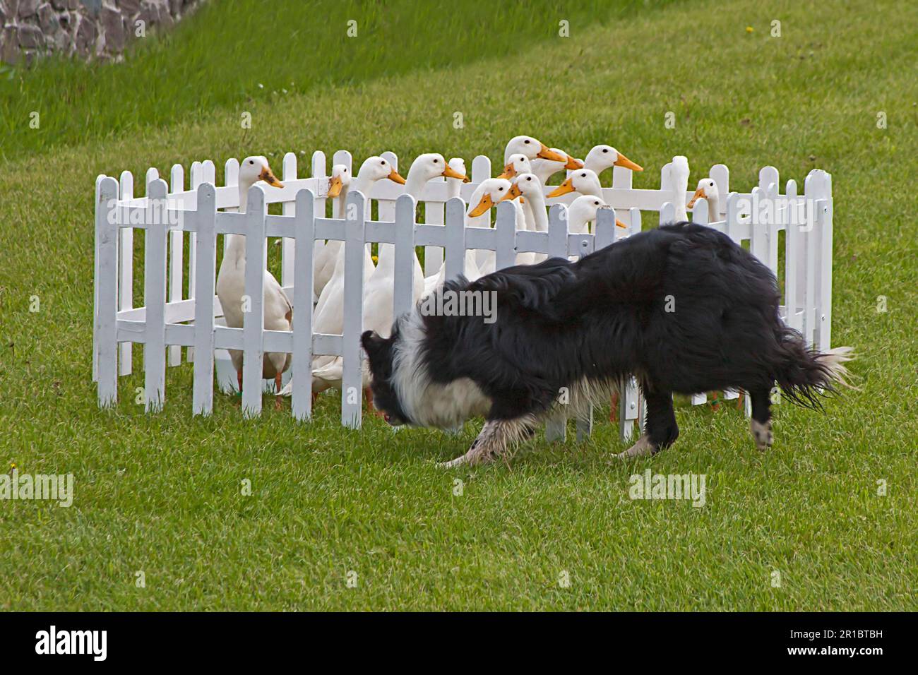Canard domestique, canard indien, troupeau, conduit dans un petit stylo par le chien de berger de collie, Angleterre, Royaume-Uni Banque D'Images