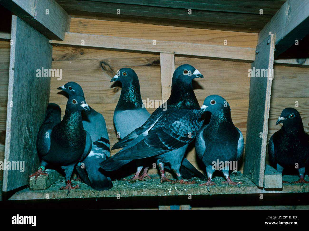 Pigeons domestiques, animaux de compagnie, bétail, volaille, pigeons, Animaux, oiseaux, pigeons, pigeons de course domestiques en loft Banque D'Images