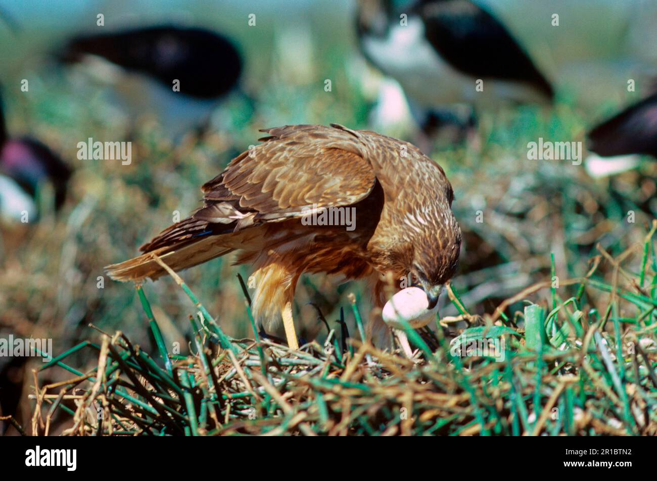 Marais harrier (cirque approximatif), marais Harriers, oiseaux de proie, animaux, oiseaux, Swamp Harrier raiding Ibis Nest, Australie Banque D'Images