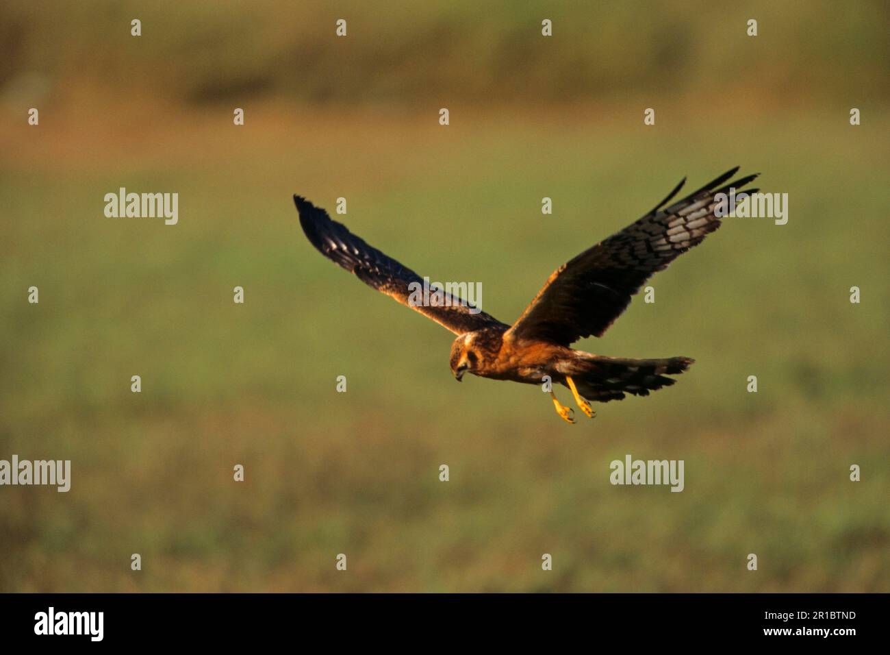 Pallid harrier (Circus macrourus), Pallid Harriers, oiseaux de proie, animaux, oiseaux, Pallid Harrier immature volant bas Banque D'Images