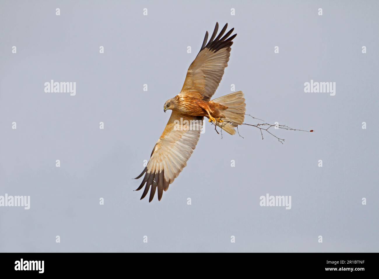 WESTERN Marsh Harrier (Circus aeruginosus) adulte mâle, en vol, transportant du matériel de nidification, réserve naturelle de Sculthorpe Moor, vallée de Wensm, Norfolk Banque D'Images