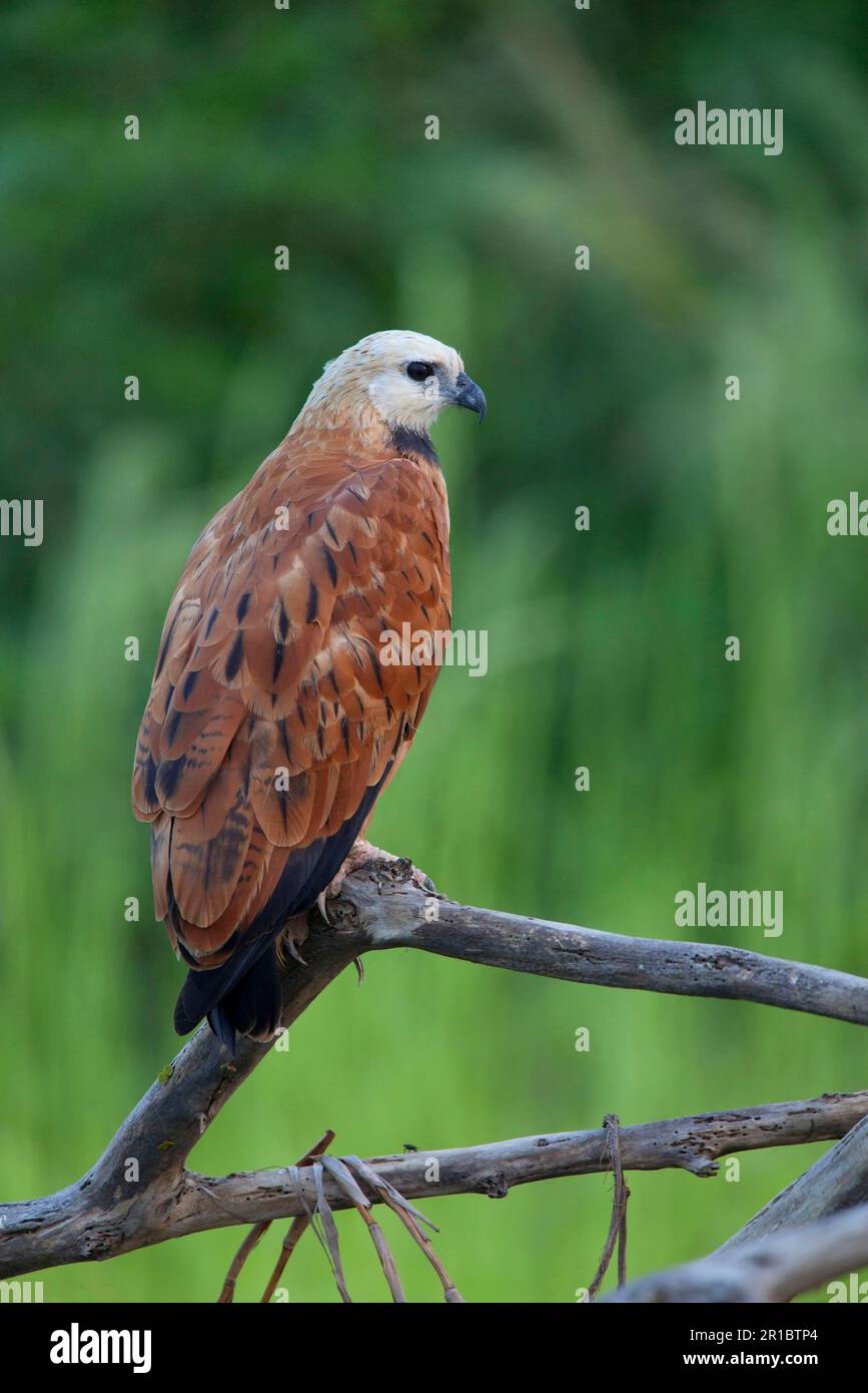 Buse à tête blanche, faucons à collier noir (Busarellus nigricollis), buse à tête blanche, Buzzards à tête blanche, Buzzards, oiseaux de proie, Animaux, oiseaux Banque D'Images
