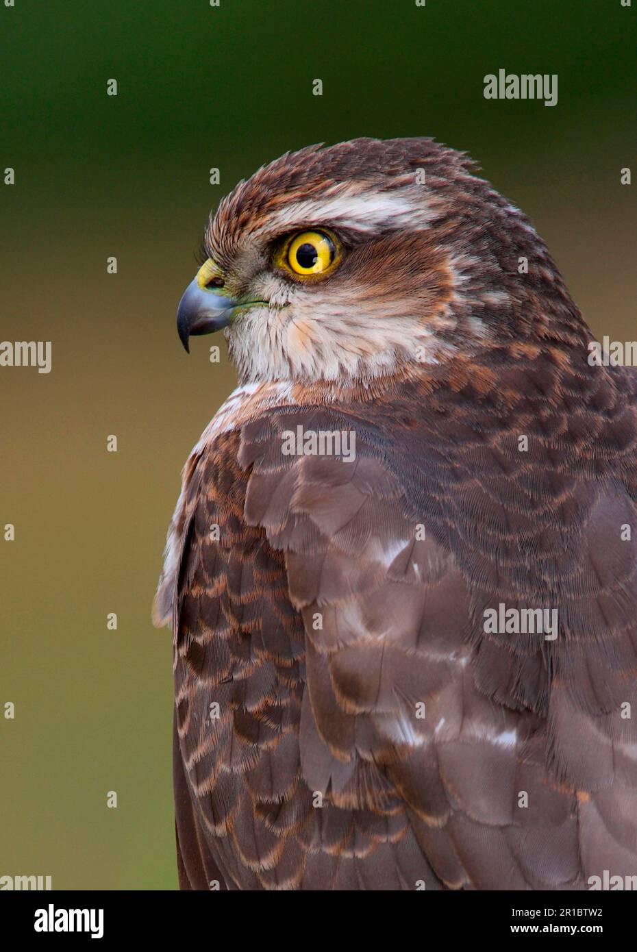 Eeurasien sparrowhawk (Accipiter nisus) femelle immature, gros plan de la tête, Norfolk, Angleterre, Royaume-Uni Banque D'Images