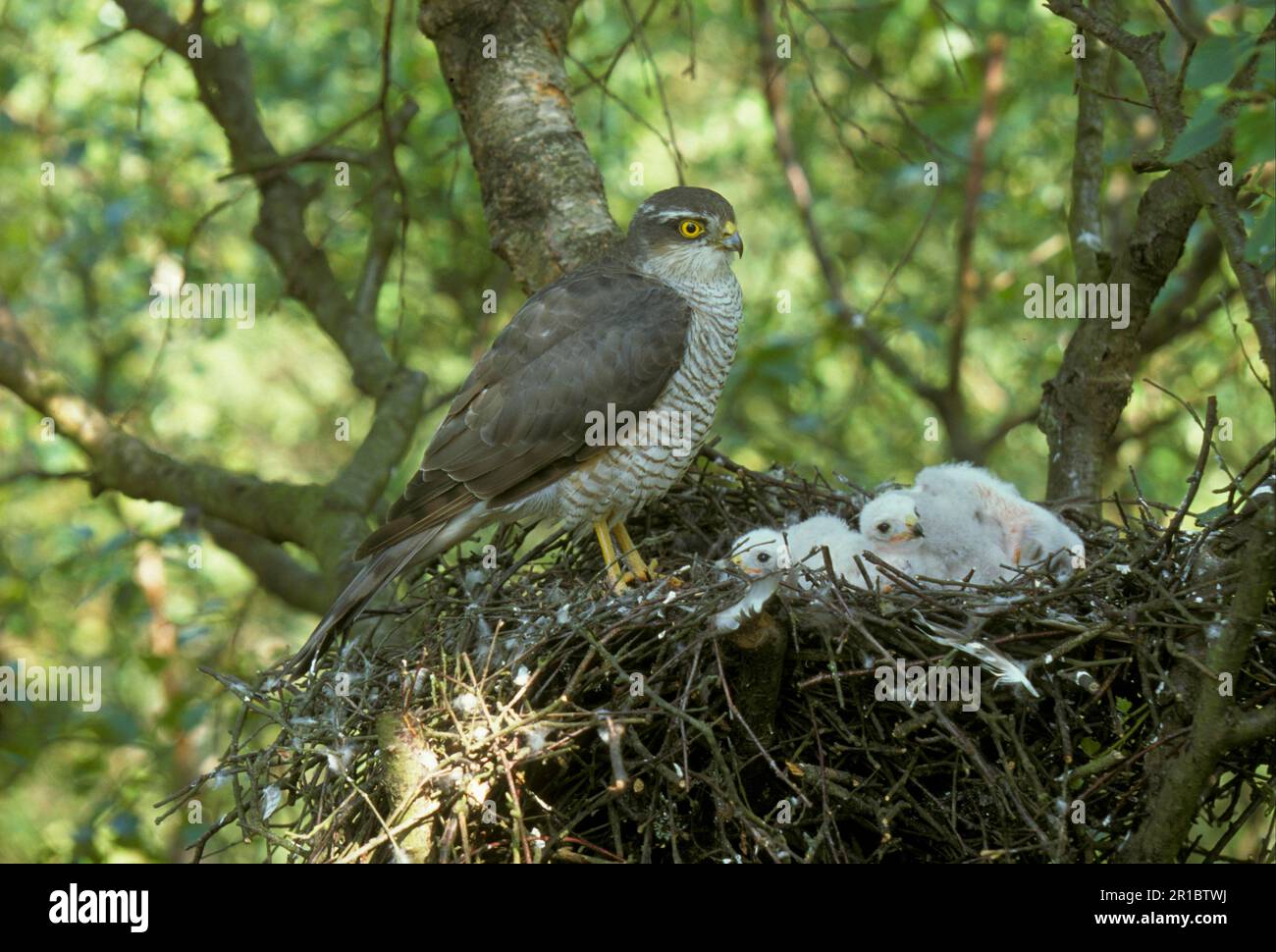 Femelle de Sparrowhawk eurasien (Accipiter nisus) au nid avec jeune, Bois de Reydon (S) Banque D'Images