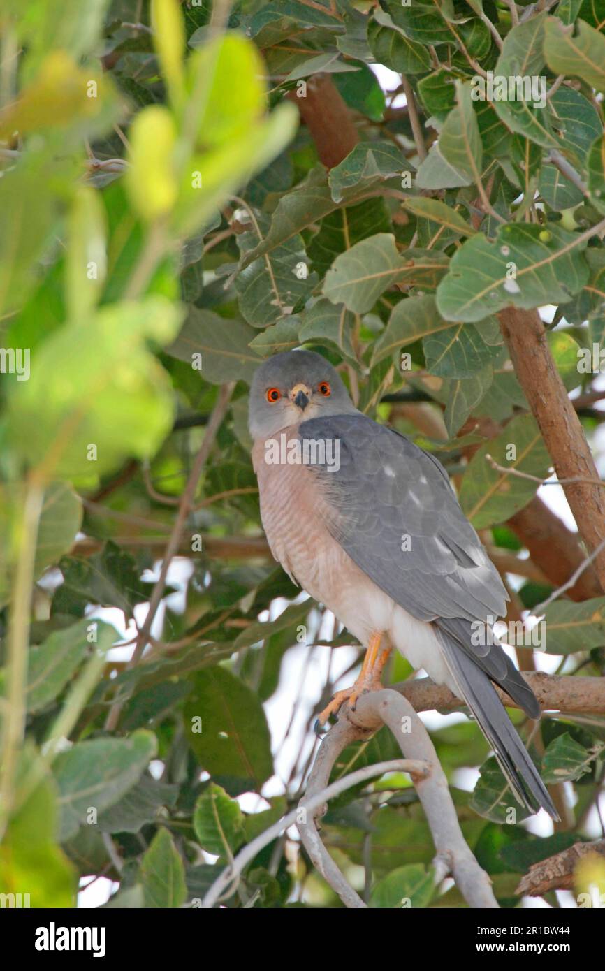 Shikra (Accipiter badius) adulte, assis dans un arbre, Gambie Banque D'Images