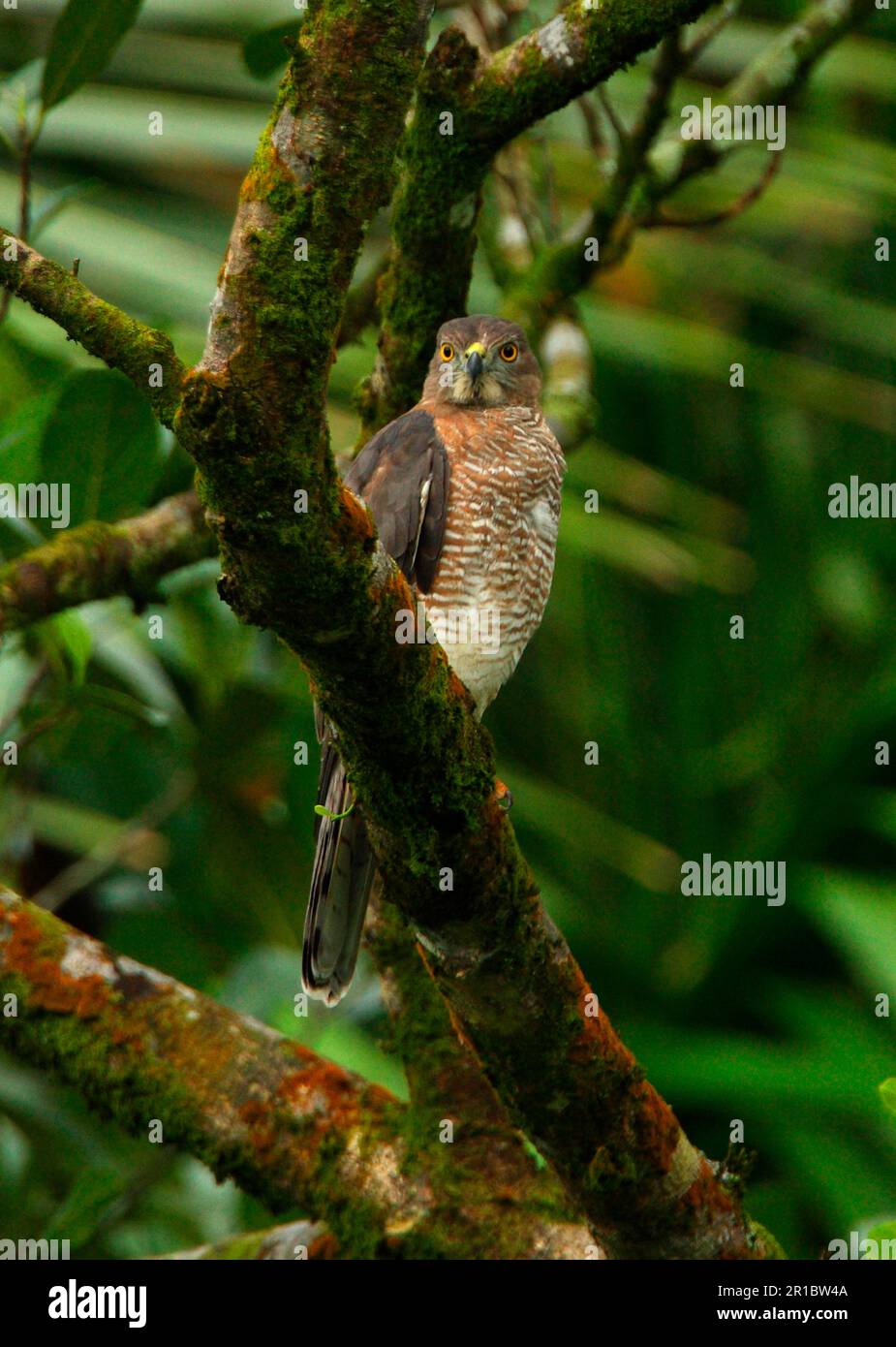 Shikra (Accipiter badius badius) adulte, femme, assise sur une branche, Sri Lanka Banque D'Images
