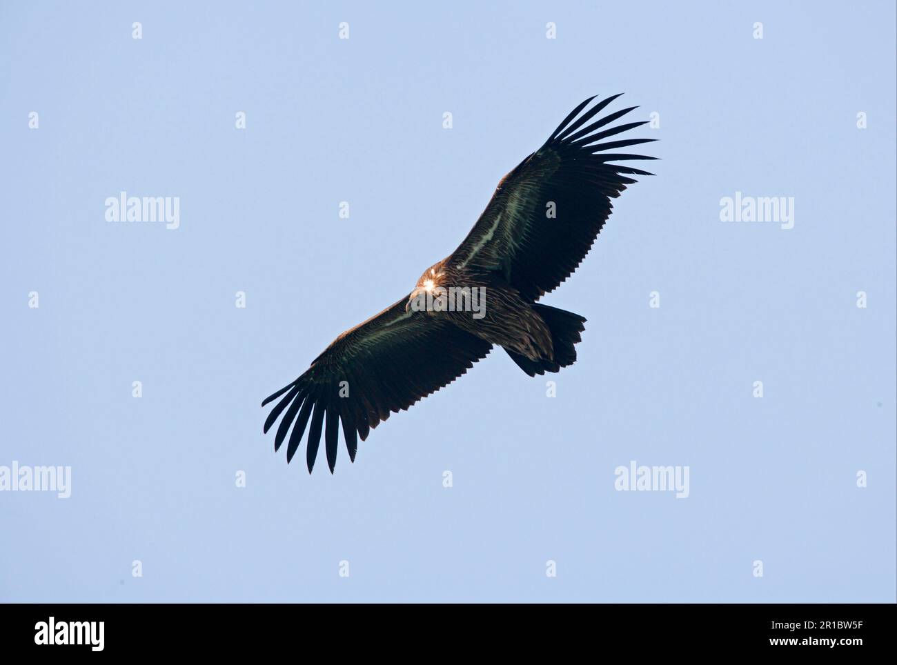 Vautour de griffon himalayan (Gyps himalayensis) immature, en vol, Koshi Tappu, Népal Banque D'Images