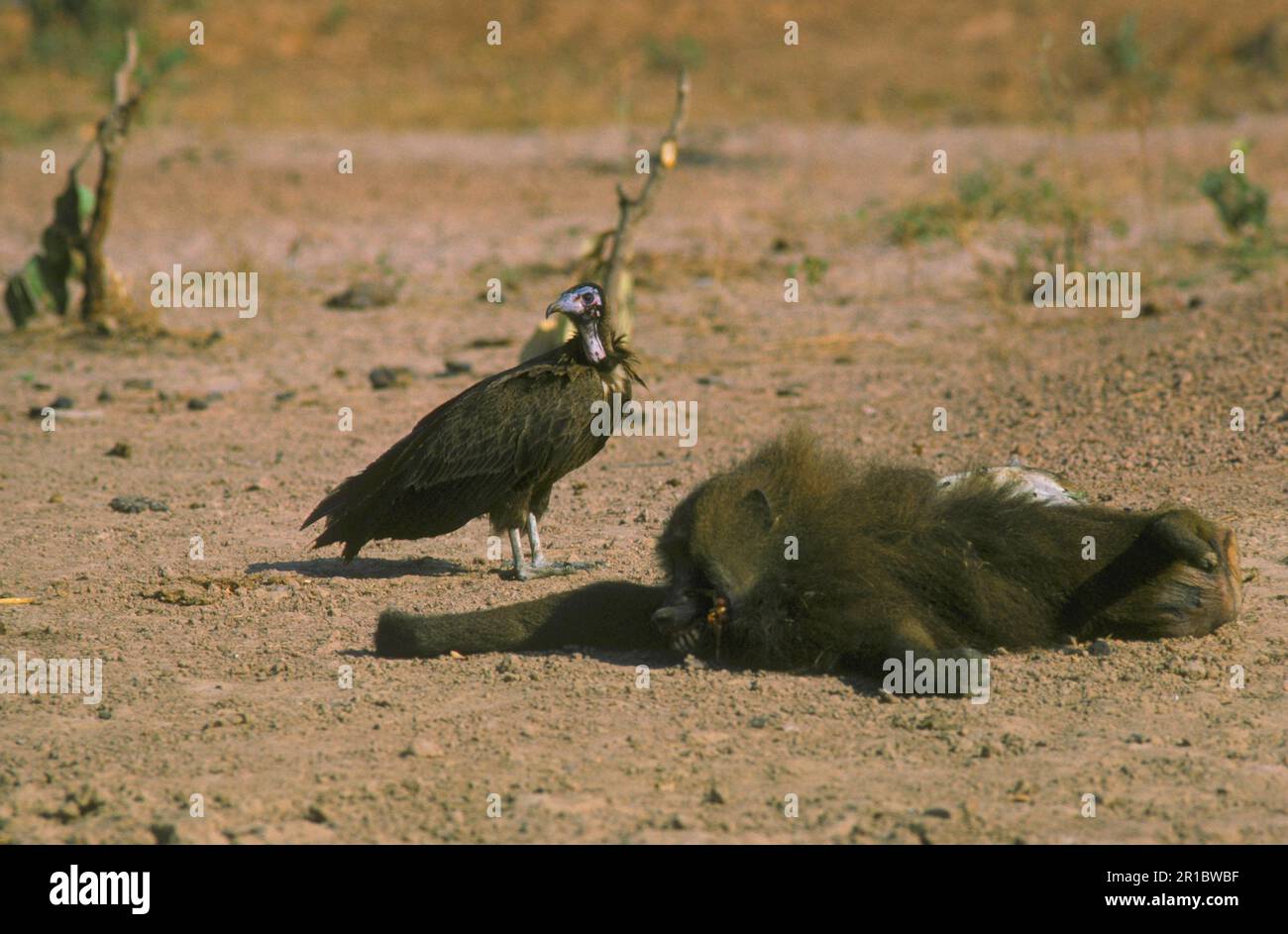 Vautour à capuchon (Necrosyrtes monachus) sur la carcasse d'un babouin d'olive Banque D'Images