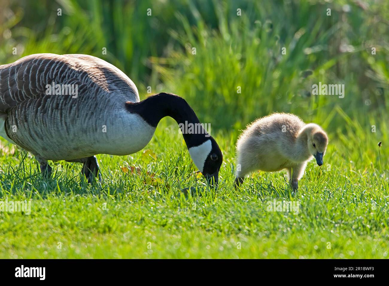 Espèce introduite par la Bernache du Canada (Branta canadensis), adulte avec des Gosslings, se nourrissant de l'herbe, Warwickshire, Angleterre, été Banque D'Images