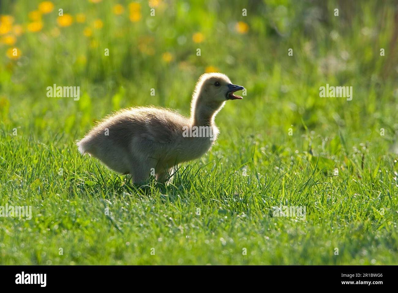 La Bernache du Canada (Branta canadensis) a introduit des espèces, la persiflage, l'appel, se tenant sur l'herbe, Warwickshire, Angleterre, été Banque D'Images