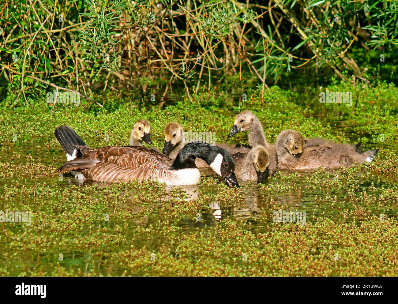 Bernache du Canada (Branta canadensis) adulte ayant des Gosselins à moitié cultivés, se nourrissant de la pygmyweed de Nouvelle-Zélande (Crassula helmsii), une mauvaise herbe envahie naturalisée Banque D'Images