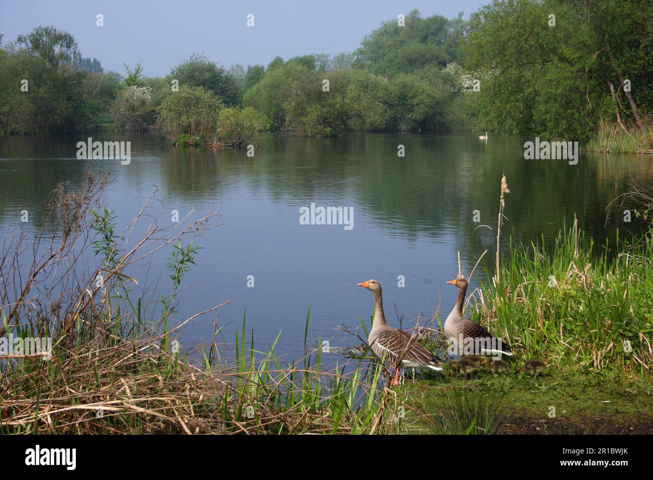 Grylag Oies (Anser anser) adulte paire avec des oisons, debout sur le bord de l'habitat du lac, Lee Valley Park, Hertfordshire, Angleterre, United Banque D'Images