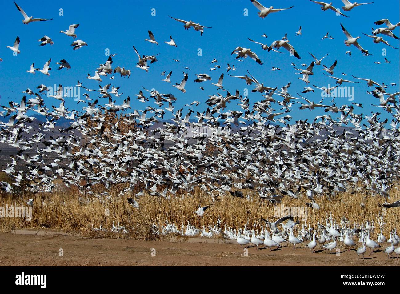 Oies des neiges (Anser caerulescens) Flock au départ, au départ, Bosque, New utricularia ochroleuca (U.) (U.) S. A. Banque D'Images