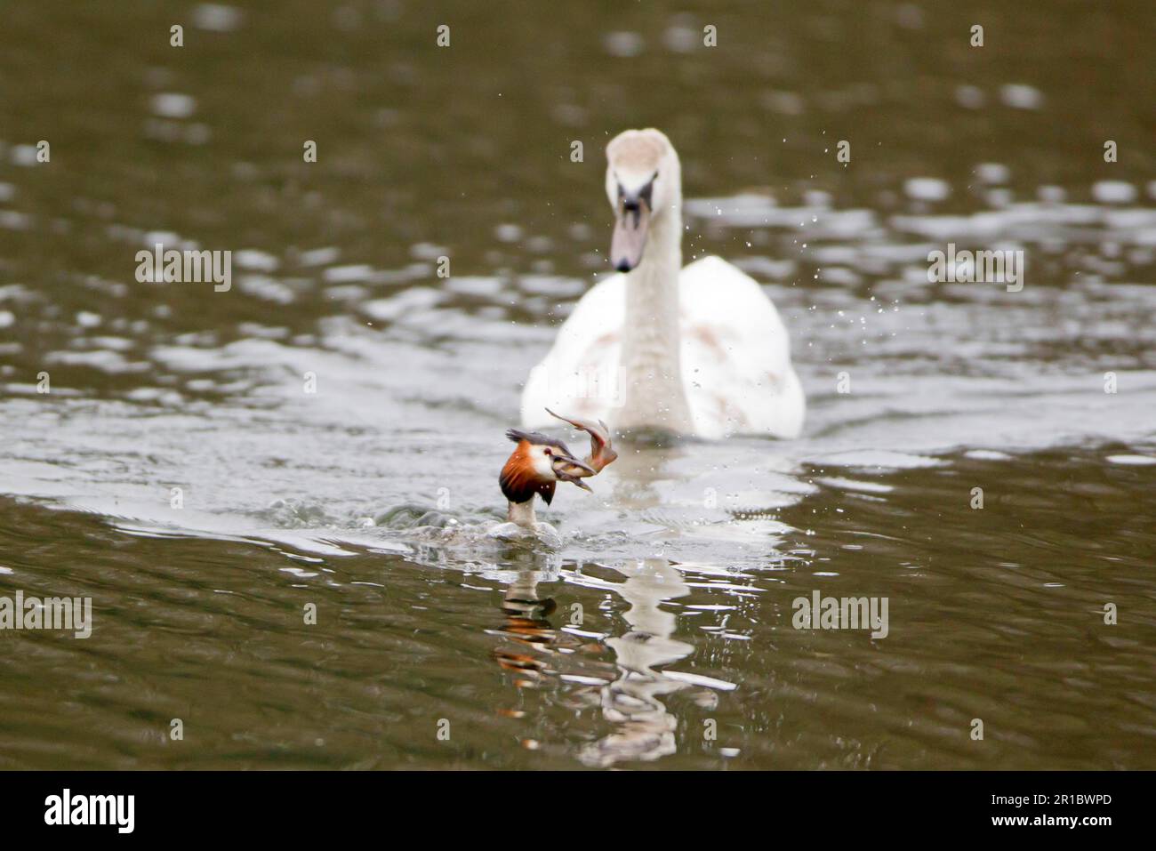 Grand grebe à crête (Podiceps statut) adulte, natation, essayant de manger du poisson, étant chassé par le cygne muet (Cygnus olor), immature, Powys, pays de Galles, Unis Banque D'Images