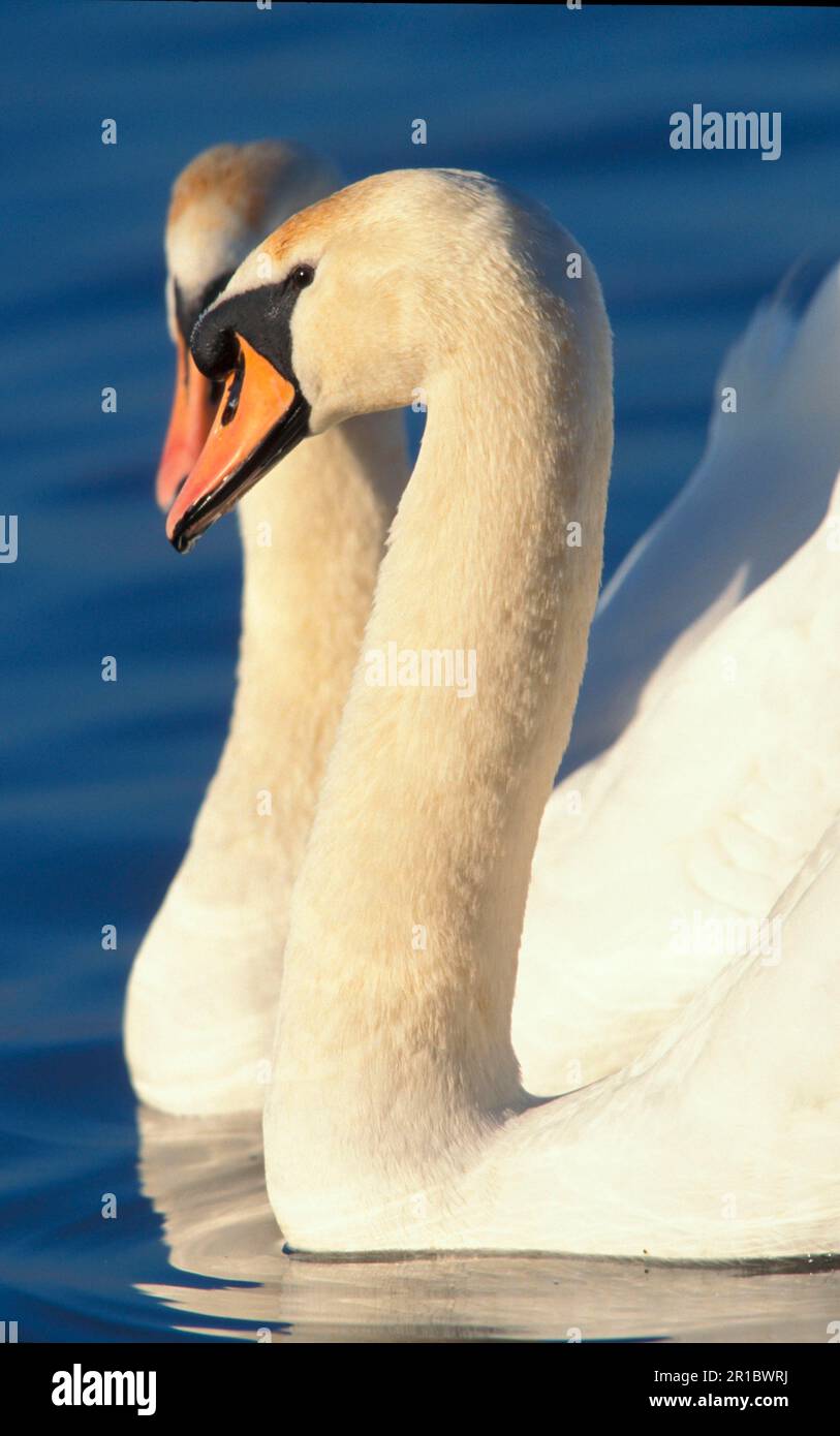 Mute Swan (Cygnus olor) gros plan de deux têtes ensemble Banque D'Images